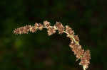 Cypressknee sedge